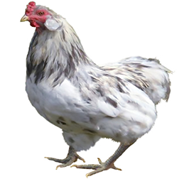 Araucana Chicken