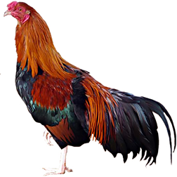 Cubalaya Chicken