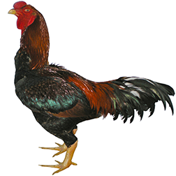Malay Chicken