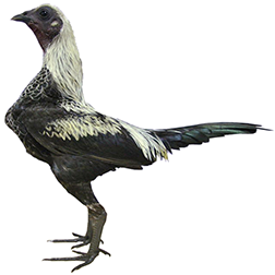 Modern Game Chicken