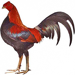 Old English Game Chicken