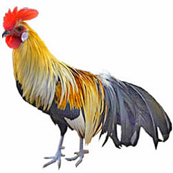 Phoenix Chicken