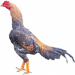 Shamo Chicken