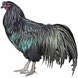 Sumatra Chicken