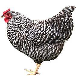 Dominique Chicken