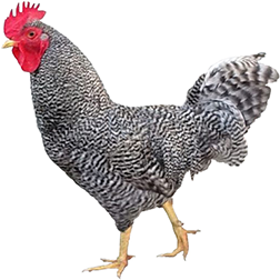 Holland Chicken