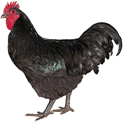 Java Chicken