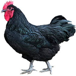 Jersey Giant Chicken