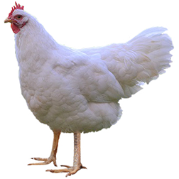 Lamona Chicken