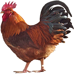 New Hampshire Chicken