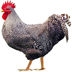 Plymouth Rock Chicken