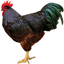 Rhode Island Red Chicken