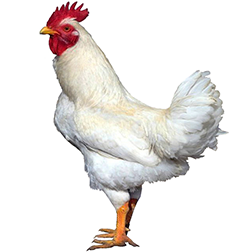 Rhode Island White Chicken