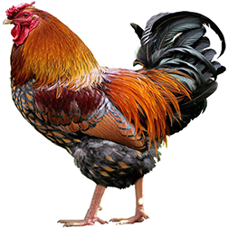 Wyandotte Chicken