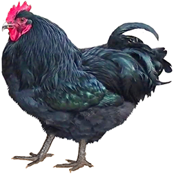 Cochin Chicken