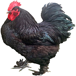 Langshan Chicken