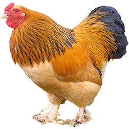  Asiatic Chickens