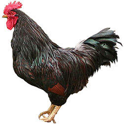 Barnevelder Chicken