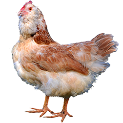 Faverolle Chicken