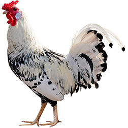 Hamburg Chicken