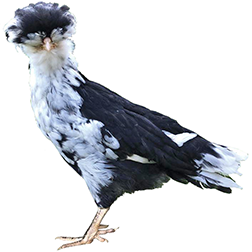 Houdan Chicken