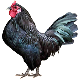 La Fleche Chicken