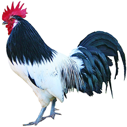 Lakenvelder Chicken