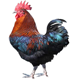 Maran Chicken