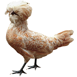 Polish Chicken (Bearded)