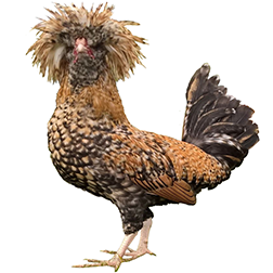 Polish Chicken (Non Bearded)