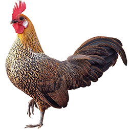  Continental Chickens