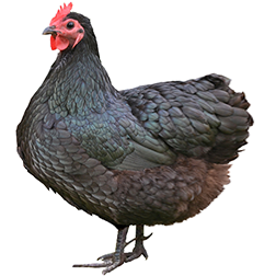 Australorp Chicken