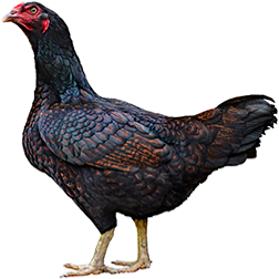 Cornish Chicken