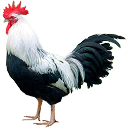 SC Dorking Chicken