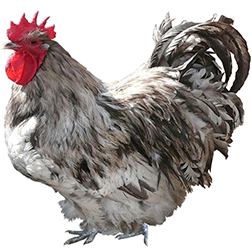 Orpington Chicken