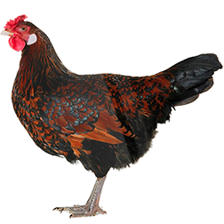Redcap Chicken