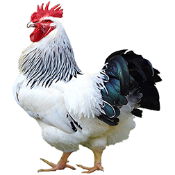 Sussex Chicken