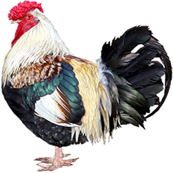 RC Dorkings Chicken