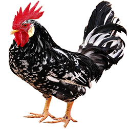 Ancona Chicken