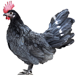 Andalusian Chicken