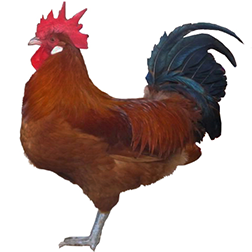 Catalana Chicken