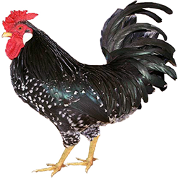 RC Minorca Chicken