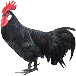 SC Minorca Chicken
