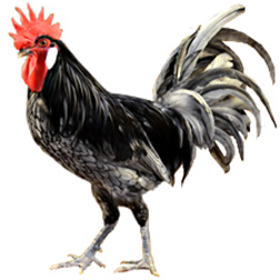 Spanish Chicken