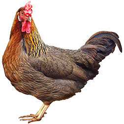 RC Leghorn Chicken