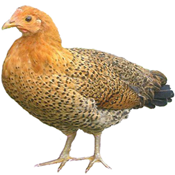  Mediterranean Chickens