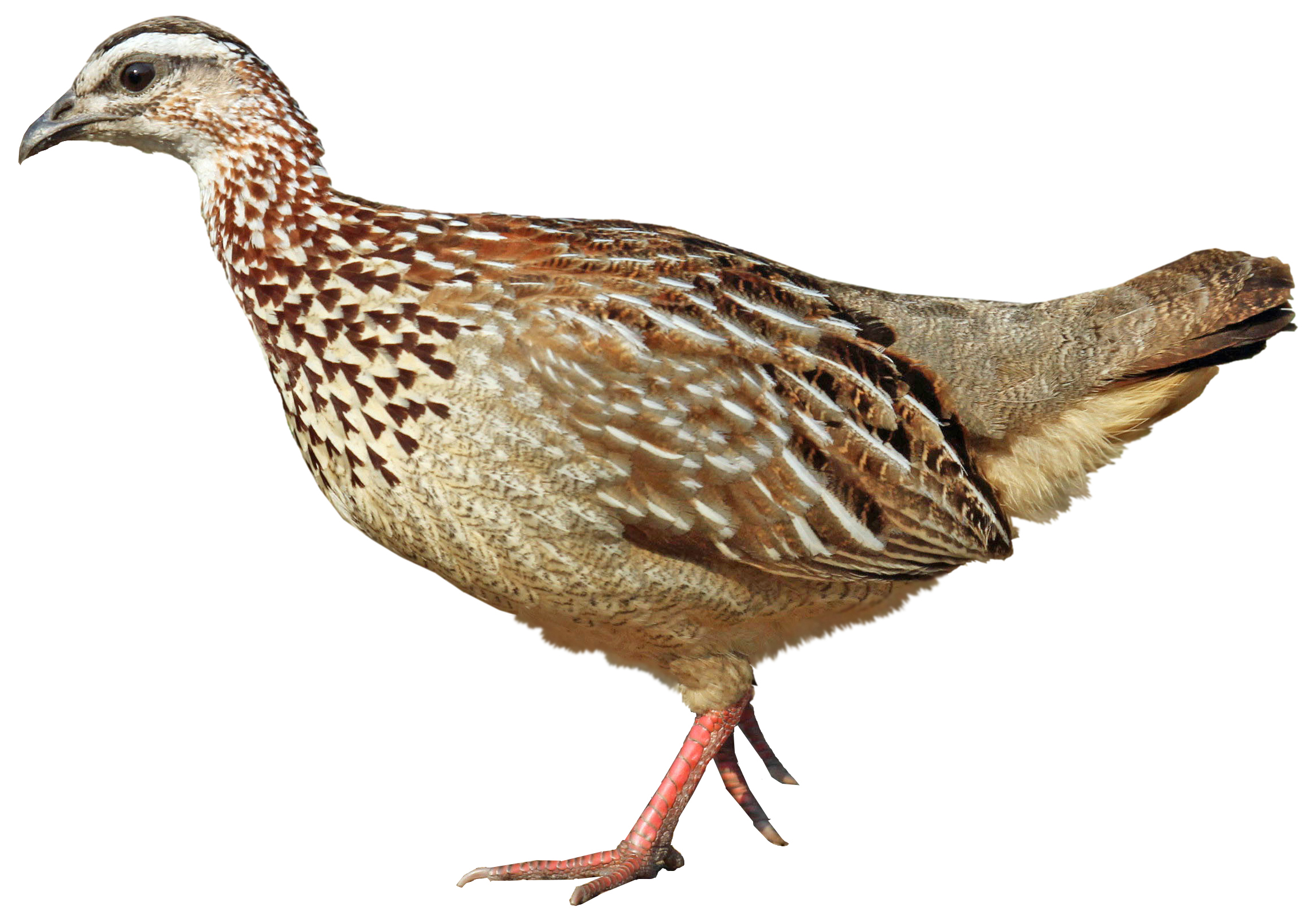 Crested Francolin
