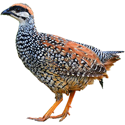 Chinese Francolin