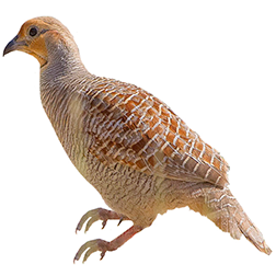 Gray Francolin