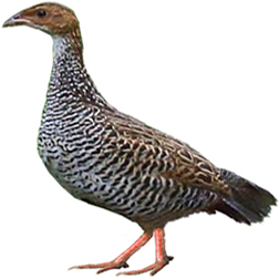 Painted Francolin